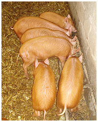 poshpigshogroast.com : home of the hog roast !
